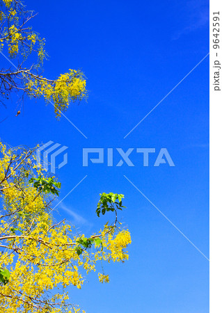 Cassia Fistula in clear blue sky 9642591