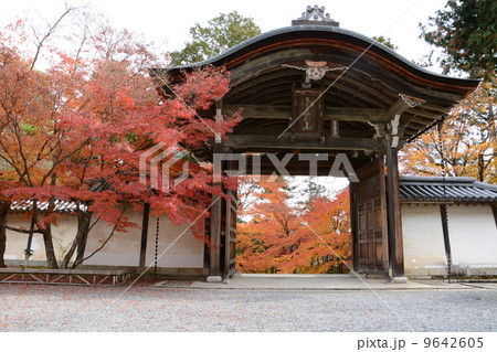 京都市右京区にある二尊院の勅使門と紅葉 9642605