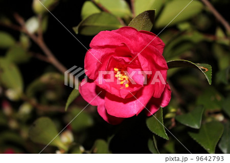 つばき　椿 9642793