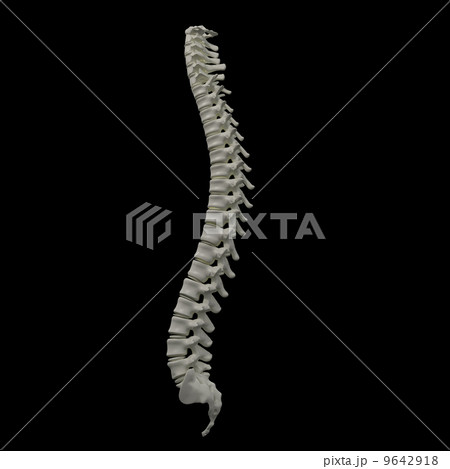 3d rendered illustration - human spine 9642918