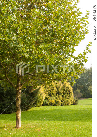 Trees and meadow 9644276