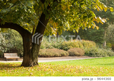 Trees and meadow in the park 9644360