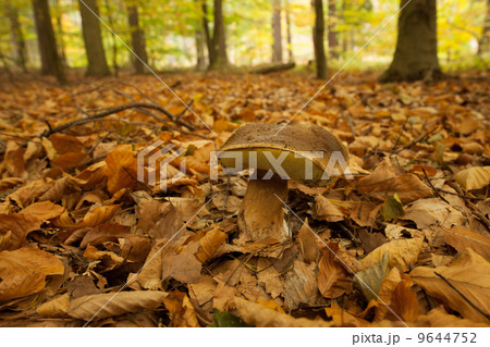 Close up shot of a mushroom on forest ground 9644752