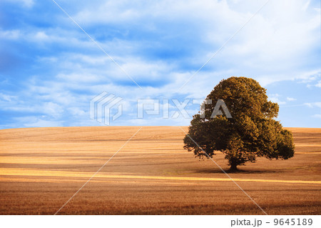 Sunny brown landscape 9645189