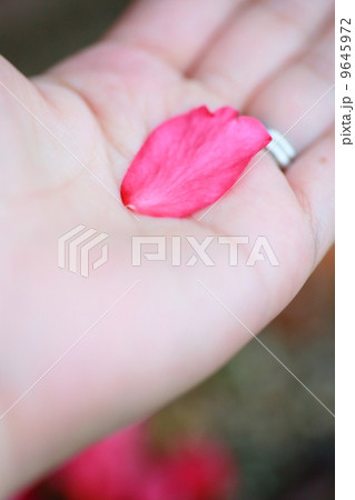 寒椿の花びら 9645972