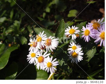 ヨメナ ヨメナ 9646130