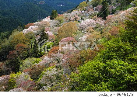 吉野山　七曲りの桜 9646178