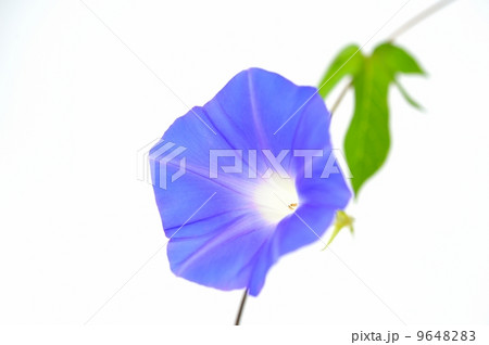 朝顔イメージ。 9648283