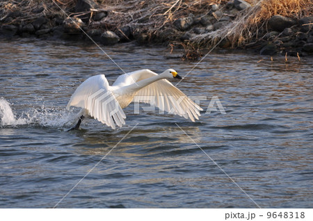 飛び立つコハクチョウ 9648318