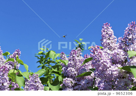 Branches with flowers of pink lilac Branches with flowers of pink lilac 9652306