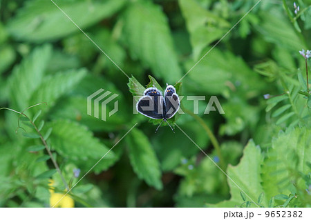 燕小灰蝶　ツバメシジミと申します。 9652382