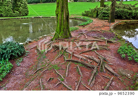 Roots and tree trunk covered with moss. 9652390