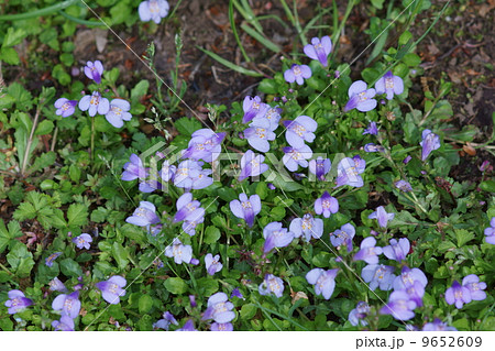 紫鷺苔　ムラサキサギゴケと申しますが苔類ではありません。 9652609