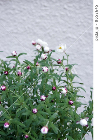 咲き始めたハナカンザシの花 9652645