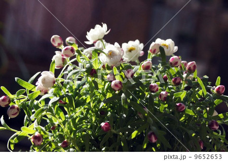 咲き始めたハナカンザシの花 9652653