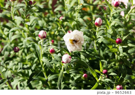 咲き始めたハナカンザシの花 9652663