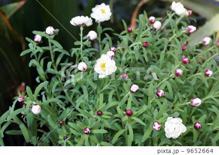 咲き始めたハナカンザシの花 9652664