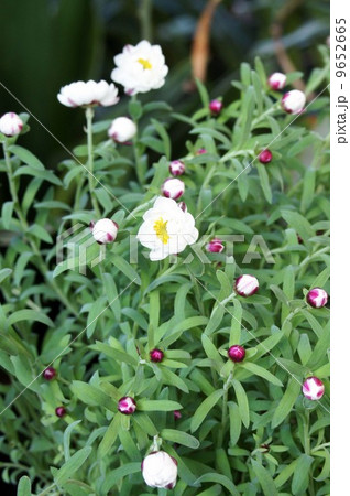 咲き始めたハナカンザシの花 9652665