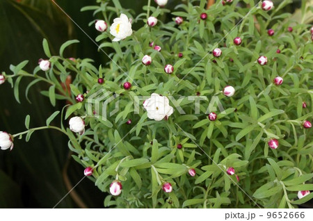 咲き始めたハナカンザシの花 咲き始めたハナカンザシの花 9652666