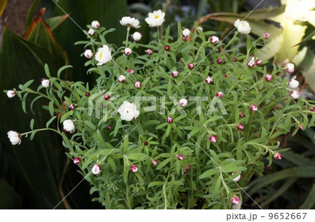咲き始めたハナカンザシの花 9652667