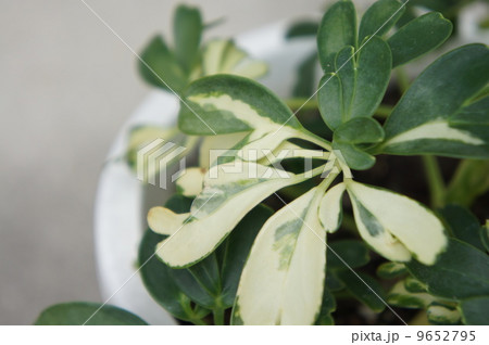 ホンコン ホンコン 9652795