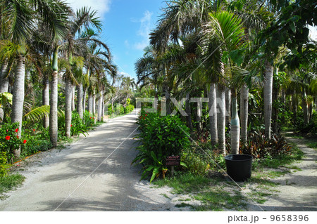 椰子の木 9658396