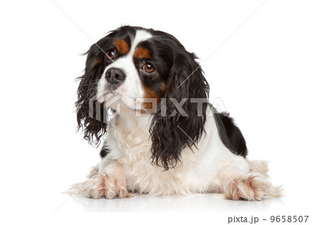 King Charles Spaniel dog portrait 9658507