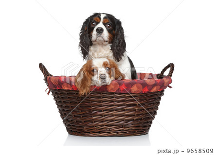 Cavalier King Charles spaniels in wicker basket 9658509