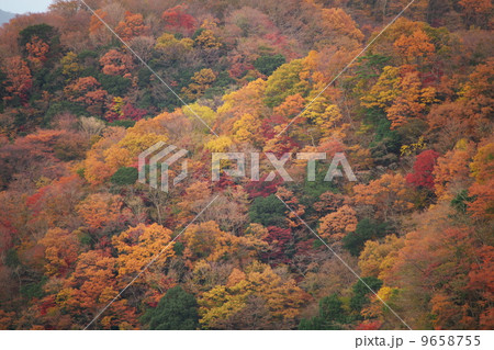 丹沢の紅葉 9658755