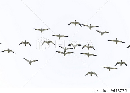 ハクガン ハクガン 9658776