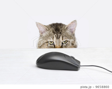 Cat hunts a computer mouse Cat hunts a computer mouse 9658860