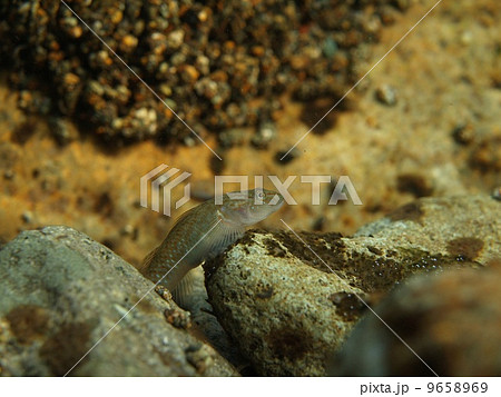 ルリヨシノボリ 9658969