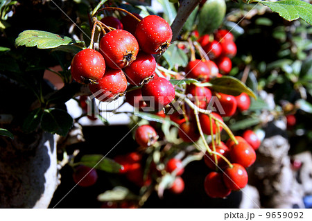 大実山査子の実 9659092