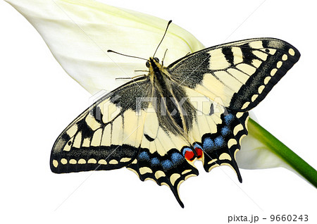 Swallowtail 9660243