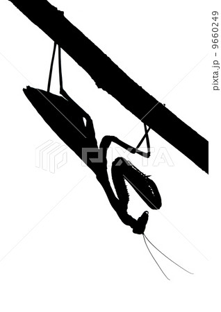 Praying mantis on a tree, silhouette Praying mantis on a tree, silhouette 9660249