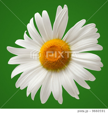 Chamomile isolated on green background 9660591