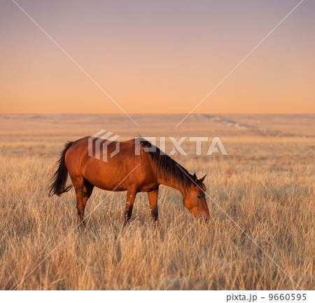Horse grazing in evening pasture Horse grazing in evening pasture 9660595