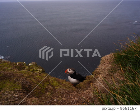 アイスランドのパフィン 9661167