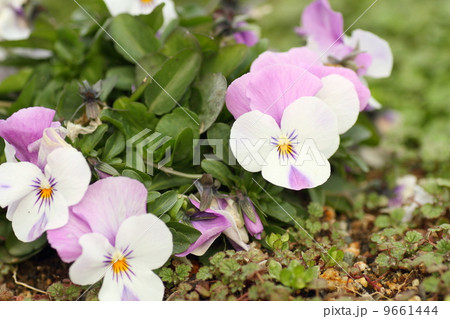 ビオラの花 ビオラの花 9661444
