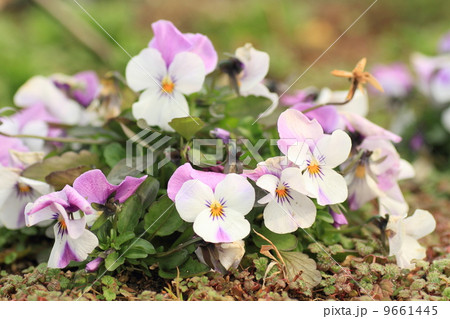 ビオラの花 ビオラの花 9661445