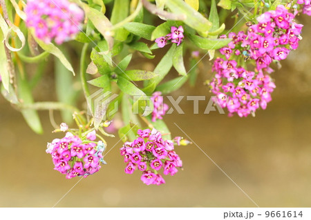 スイートアリッサムの花 9661614