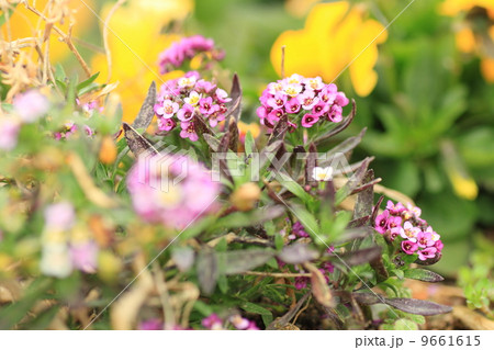 スイートアリッサムの花 9661615