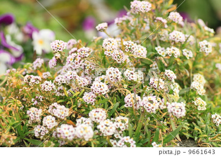 スイートアリッサムの花 スイートアリッサムの花 9661643