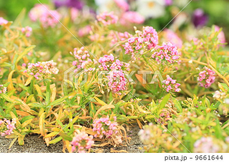 スイートアリッサムの花 スイートアリッサムの花 9661644
