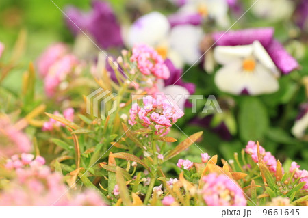 スイートアリッサムの花 スイートアリッサムの花 9661645