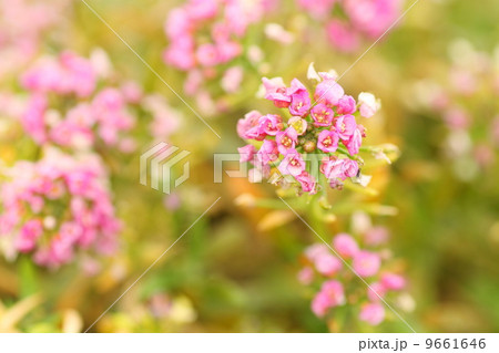 スイートアリッサムの花 9661646
