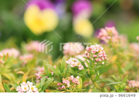 スイートアリッサムの花 スイートアリッサムの花 9661649