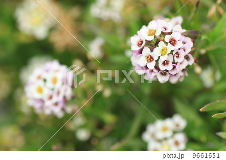 スイートアリッサムの花 スイートアリッサムの花 9661651