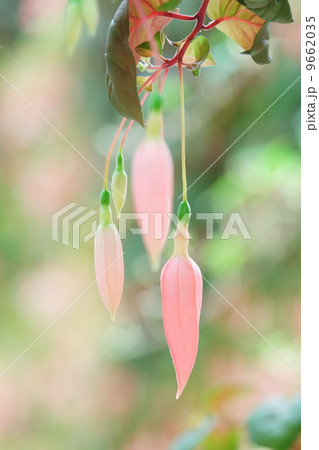 フクシア 9662035