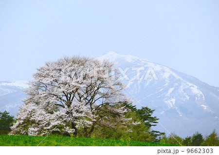 一本桜と岩手山 9662303